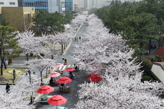 [부산=뉴시스] 2021년 3월 29일 오후 부산 남구 부경대 대연캠퍼스에서 벚꽃이 만개해 눈길을 사로잡고 있다. 2021.03.29. (사진=부경대 제공) photo@newsis.com&nbsp; *재판매 및 DB 금지
