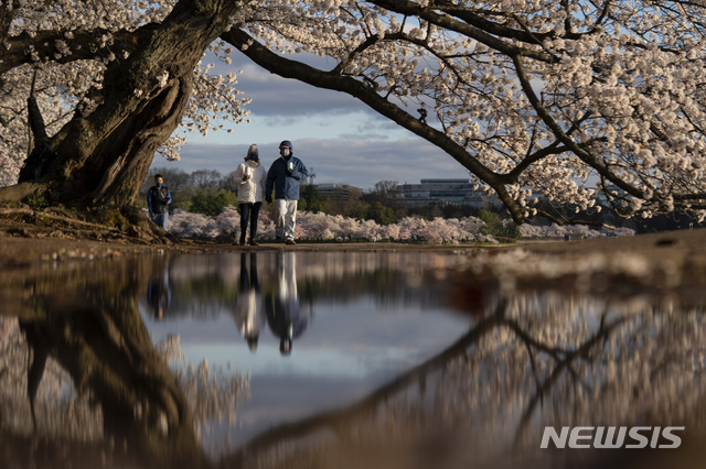 [워싱턴=AP/뉴시스]지난달 29일(현지시간) 미 워싱턴DC의 인공호수 타이들 베이슨 주변에 핀 요시노 벚꽃 아래 웅덩이에 방문객들의 모습이 비치고 있다. 매년 3월 말 열리는 워싱턴 벚꽃축제는 1912년 도쿄시가 워싱턴시에 3000그루의 벚나무를 선물한 것을 기념한다. 2021.04.10.