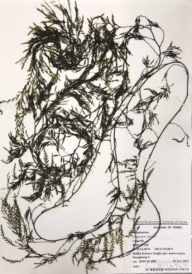 [서울=뉴시스] 광생이모자반 표본. 