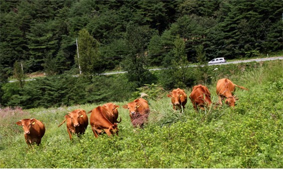 강원 홍천군에서 방목 중인 한우들. (사진=홍천군청 제공) *재판매 및 DB 금지