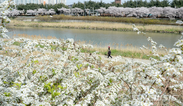 [전주=뉴시스] 김얼 기자 = 따스한 봄 날씨가 이어진 지난달 31일 전북 전주시 완산구 효자동 효자교 인근 삼천 천변에 봄꽃이 만개해 있다. 2021.03.31.pmkeul@newsis.com