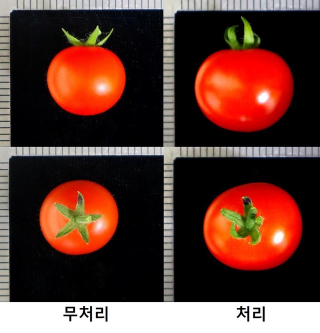  천연 당류 활용 시 과실 크기 증대 효과 (사진=국립백두대간수목원 제공) *재판매 및 DB 금지