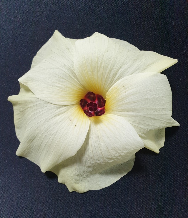 금화규 (사진=안동대 제공) *재판매 및 DB 금지