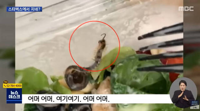 [서울=뉴시스] 스타벅스 샐러드에서 나온 지네. 2021.04.07. (사진=MBC '뉴스데스크' 캡처) photo@newsis.com