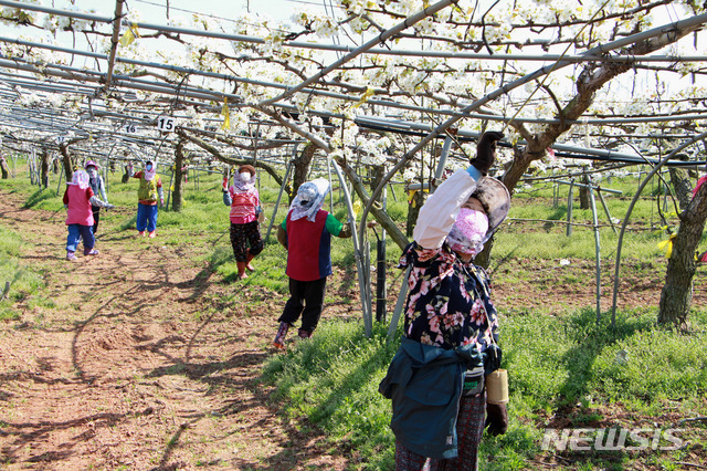 [나주=뉴시스]이창우 기자= 7일 국내 최대의 배 주산지인 전남 나주시 금천면의 한 과원. 하얀 배꽃이 흐드러지게 핀 가운데 인공수분(受粉)을 하는 인부들의 손길이 분주하다. (사진=나주시 제공) 2021.04.07. photo@newsis.com
