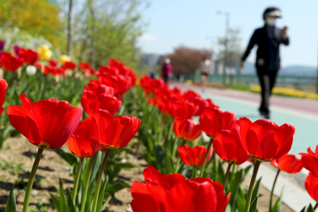 [서울=뉴시스]완연한 봄 날씨를 보인 8일 서울 성동구 중랑천변에 튤립이 활짝 펴 있다. 성동구는 중랑천 약 1.2km구간(응봉체육공원~용비교)을 튤립산책로로 조성했다. (사진=성동구 제공) 2021.04.08. photo@newsis.com *재판매 및 DB 금지