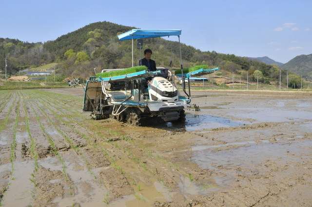 [순창=뉴시스] 지난 9일 전북 순창군 풍산면 도치마을 박춘원(67)씨의 4800㎡의 논에서 이뤄진 올해의 전북 첫 모내기. 이앙기에서 줄 맞춰 벼 묘종이 논에 심어지고 있다. (사진 = 뉴시스 DB) photo@newsis.com *재판매 및 DB 금지