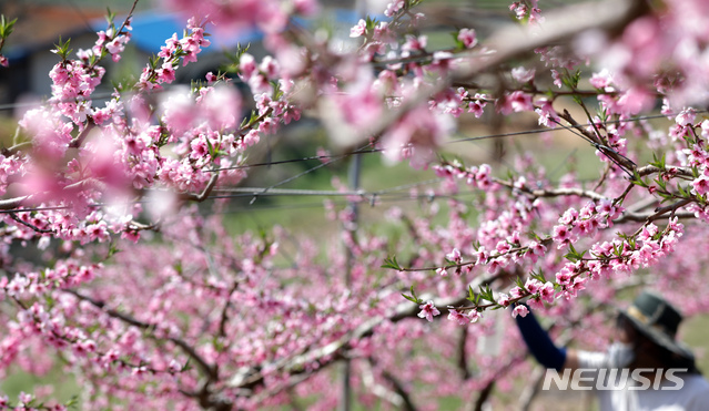 [세종=뉴시스]강종민 기자 = 화창한 봄날씨를 보인 9일 세종시 조치원읍의 한 복숭아 농장에서 농부가 만개한 복사꽃을 살펴보고 있다. 2021.04.09. ppkjm@newsis.com