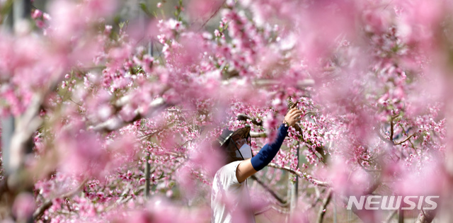 [세종=뉴시스]강종민 기자 = 화창한 봄날씨를 보인 지난 9일 세종시 조치원읍의 한 복숭아 농장에서 농부가 만개한 복사꽃을 살펴보고 있다. 2021.04.09. ppkjm@newsis.com