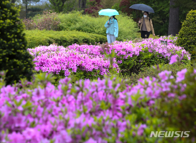 [서울=뉴시스]조수정 기자 = 봄비가 촉촉히 내린 지난 12일 오후 서울 서대문구 이화여자대학교 교정에서 학생들이 우산을 들고 진달래와 철쭉 꽃길을 걸어가고 있다. 2021.04.12. chocrystal@newsis.com