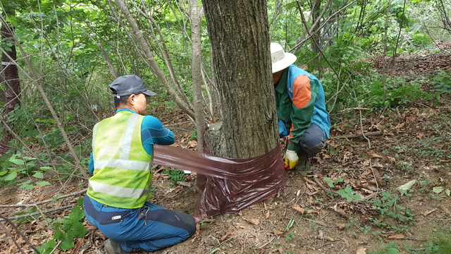 북부지방산림청이 참나무시들음병 매개충 포획을 위해 참나무에 끈끈이롤트랩을 설치하는 모습. (사진=북부지방산림청 제공) *재판매 및 DB 금지