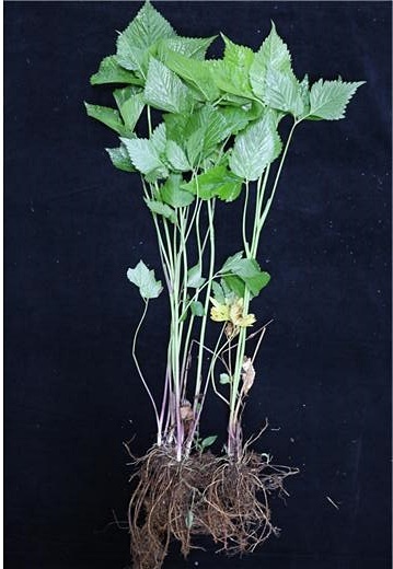 [대전=뉴시스] 참나물. *재판매 및 DB 금지