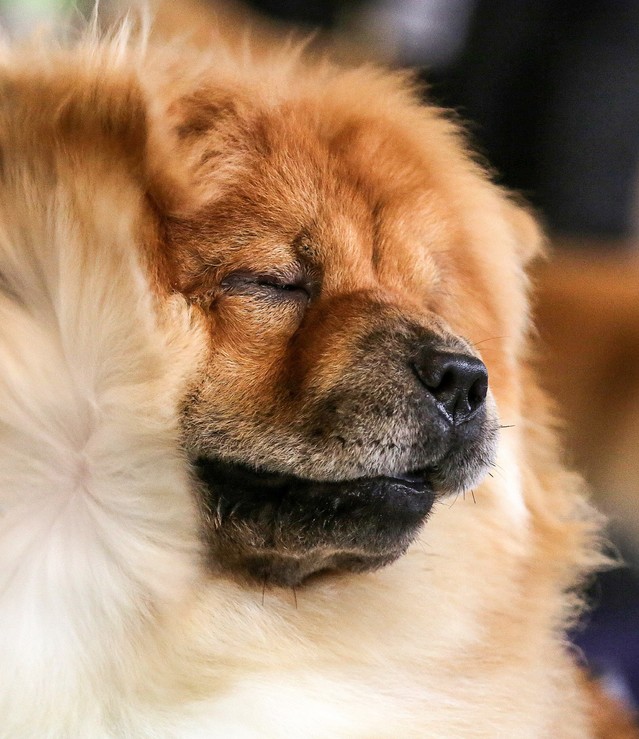 차우차우종 개. 기사 중 차우차우와는 무관함 *재판매 및 DB 금지