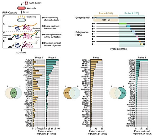 [대전=뉴시스] 사스코로나바이러스-2에 감염된 세포에서 리보핵산 중합체를 분리해내는 모식도(위)와 아래 그림은 찾아낸 유전체 RNA 및 하위 유전체 RNA에 특이적으로 결합하는 단백질들 목록. 총 109개의 단백질 중 37개의 단백질은 유전체 RNA와 하위 유전체 RNA에 공통으로 결합하는 단백질로 나타났다. *재판매 및 DB 금지