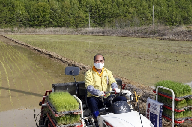 강영석 시장이 모내기를 하고 있다 (사진=상주시 제공) *재판매 및 DB 금지