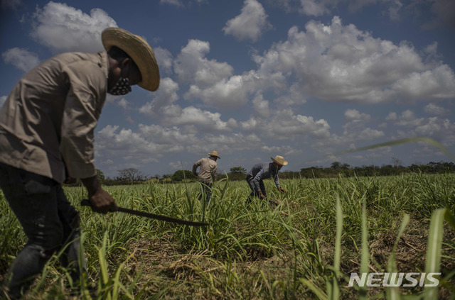 [마드루가=AP/뉴시스]29일(현지시간) 쿠바 마두루가의 한 사탕수수밭. 2021.04.30.