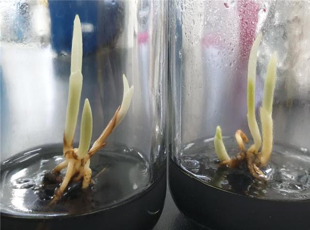 [대전=뉴시스] 종자발아된 광릉요강꽃 유모. *재판매 및 DB 금지