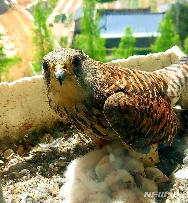 경주 도지동 한 아파트에 둥지 튼 천연기념물 황조롱이 가족 