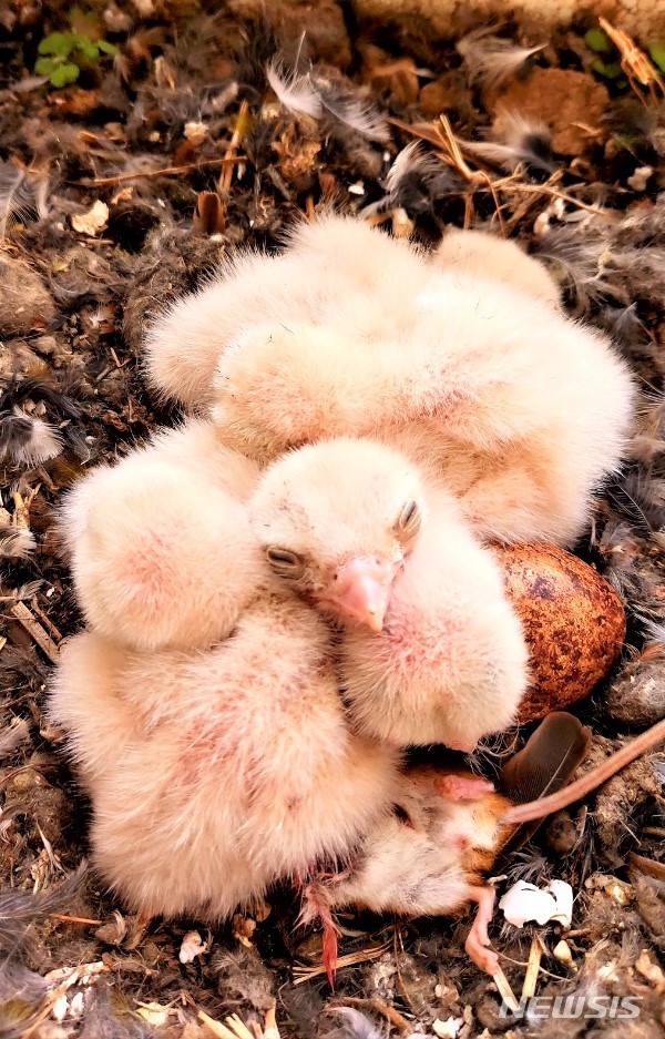 경주 도지동 아파트 화분에서 부화한 황조롱이 