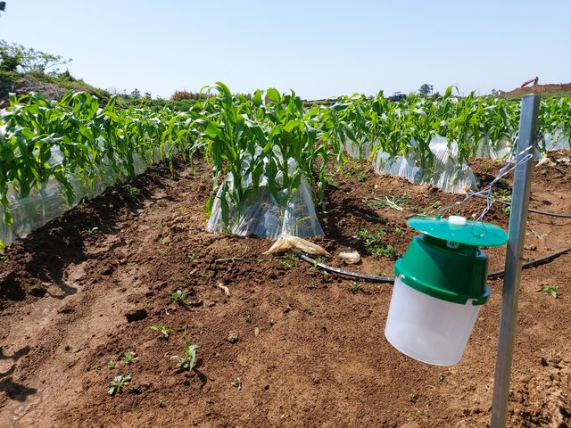거세미나방을 잡기 위해 옥수수 밭에 트랩을 설치했다 *재판매 및 DB 금지