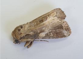 거세미나방 성충(수컷) *재판매 및 DB 금지