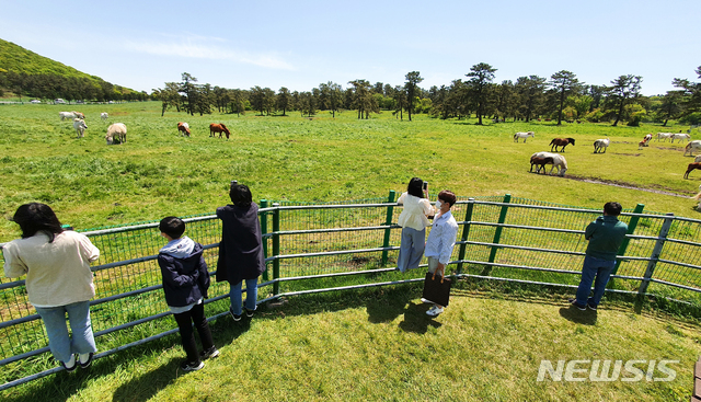 [제주=뉴시스]우장호 기자 = 어린이날인 5일 오후 제주시 용강동 마(馬) 방목지를 찾은 관광객들이 천연기념물 제347호인 제주마를 보며 즐거운 시간을 보내고 있다. 2021.05.05. woo1223@newsis.com