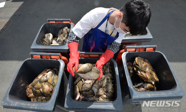 생태계 교란종 수매. (사진=뉴시스 DB) photo@newsis.com