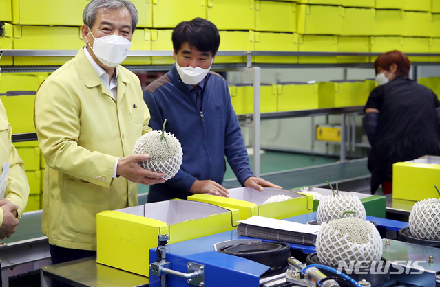 [곡성=뉴시스]=전남 곡성군은 지역의 특산품 '곡성멜론'이 서울과 부산 지역 시장을 대상으로 첫 출하됐다고 10일 밝혔다. (사진=곡성군청 제공). photo@newsis.com *재판매 및 DB 금지