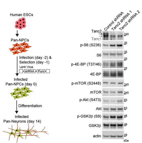 [대전=뉴시스]인간 줄기세포 유래 신경세포에서 TANC2의 발현을 감소시켰을 때 mTOR 신호전달체계의 과활성이 나타난다. *재판매 및 DB 금지