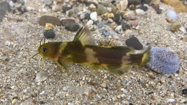 [서울=뉴시스] 멸종위기 야생생물 Ⅰ급 꼬치동자개 성체 모습. (사진=환경부 제공) *재판매 및 DB 금지