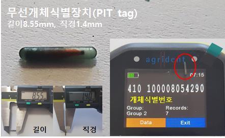 [서울=뉴시스] 꼬치동자개 체내에 삽입된 '무선개체식별장치'(PIT tag)와 작동 모습. (사진=환경부 제공). 2021.05.13. photo@newsis.com *재판매 및 DB 금지