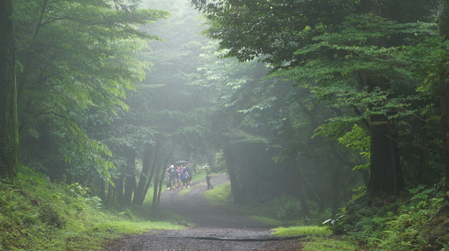제주, 사려니 숲.(제주난대·아려대산림연구소 제공) *재판매 및 DB 금지