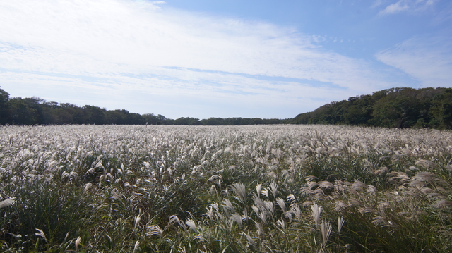 가을이 되면 피어나는 제주, 사려니숲길의 억새(제주난대·아려대산림연구소 제공) *재판매 및 DB 금지