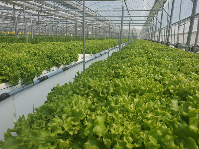 전남 고흥군에서 자란 신선채소.(사진=고흥군청 제공) *재판매 및 DB 금지