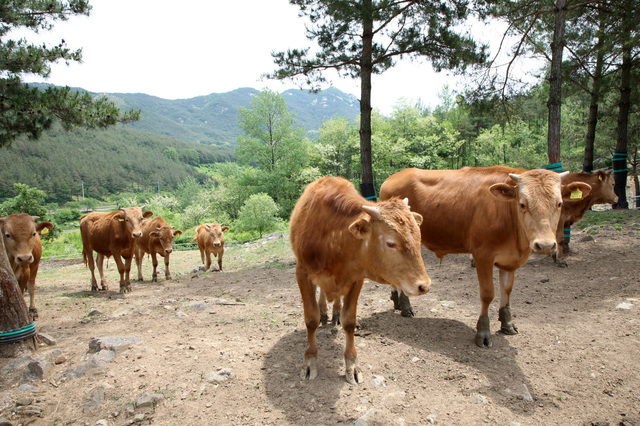 [함양=뉴시스] 한우 방목. *재판매 및 DB 금지
