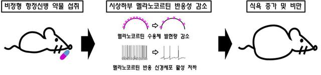 [대전=뉴시스]비정형 항정신성 약물에 의한 식욕 증가 및 비만 기전. 비정형 항정신성 약물 섭취 생쥐의 식용증가 및 비만 현상은 시상하부에서 식욕을 억제하는 신경전달 물질인 멜라노코르틴에 대한 반응성이 감소하기 때문이다. *재판매 및 DB 금지