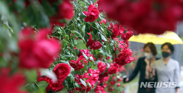 [세종=뉴시스]강종민 기자 = 대지를 적시는 봄비가 내린 지난해 5월 17일 오후 세종시 어진동 정부세종청사 담장에 핀 장미 사이로 시민들이 걷고 있다. 2021.05.17. ppkjm@newsis.com