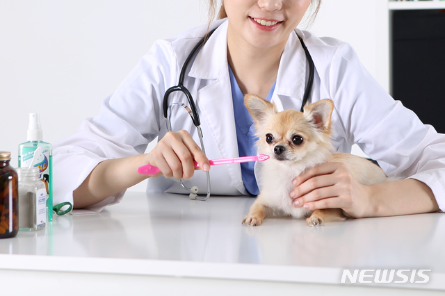 '동물 간호사' 동물보건사제 실시 예정…정부, 청사진 공개