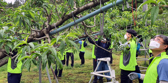 [무안=뉴시스] 복숭아 재배농가 일손돕기. *재판매 및 DB 금지