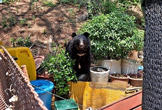 [울산=뉴시스] 박수지 기자 =19일 오전 울산시 울주군 범서읍 한 농장에 나타난 곰. 2021.05.19.(사진=울산소방본부 제공) photo@newsis.com *재판매 및 DB 금지