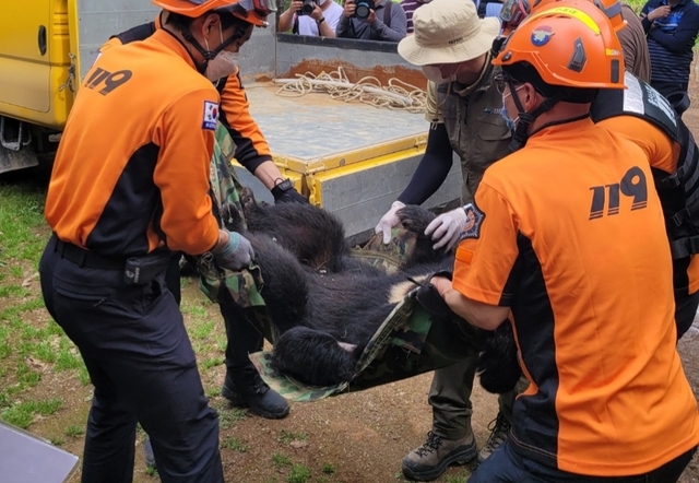 [울산=뉴시스] 박수지 기자 =19일 오전 울산시 울주군 범서읍 한 농장에 나타난 곰이 나타나 소방당국이 포획하고 있다. 2021.05.19.(사진=울산소방본부 제공) photo@newsis.com *재판매 및 DB 금지