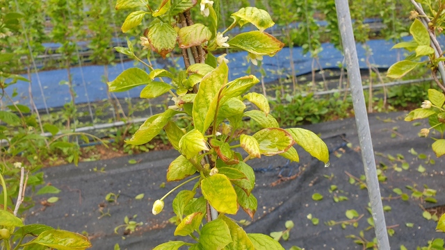 [익산=뉴시스] 오미자 저온피해 모습(사진=전라북도농업기술원 제공). *재판매 및 DB 금지