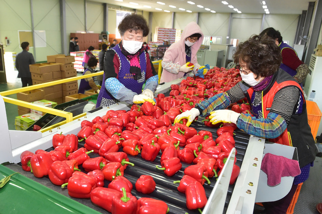 [진주=뉴시스] 진주시는 24일 지역에서 생산하는 신선농산물을 수도권 대형백화점 첫 직거래 납품했다. *재판매 및 DB 금지