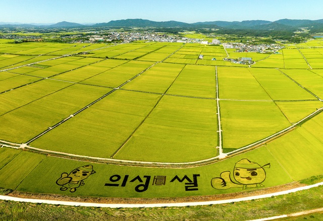 의성 평야에 디자인된 '의성眞쌀' *재판매 및 DB 금지