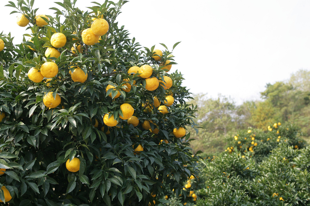 고흥 유자 *재판매 및 DB 금지