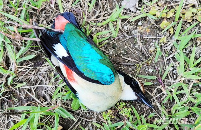 [남해=뉴시스]차용현 기자 = 지난 2021년 5월 24일 천연기념물 제204호 팔색조가 경남 남해군 상주면 한 커피숍 대형 유리창과 충돌해 죽은 채 발견돼 안타까움을 주고 있다. 2021.05.25. con@newsis.com