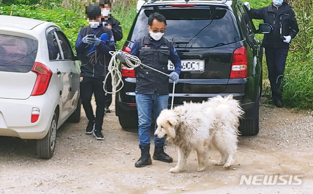 [남양주=뉴시스] 이호진 기자 = 전문가가 50대 여성을 물어 숨지게 한 대형견의 행동반경을 확인하기 위해 줄로 묶어 이동하고 있다. 2021.05.26. asake@newsis.com