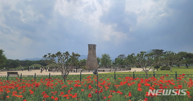 경주 첨성대 주변에 만개한 양귀비