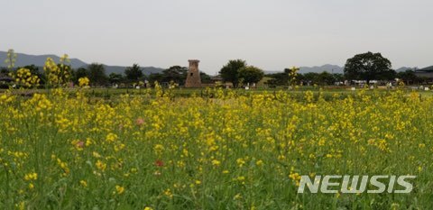 경주 첨성대 주변 유채 꽃단지