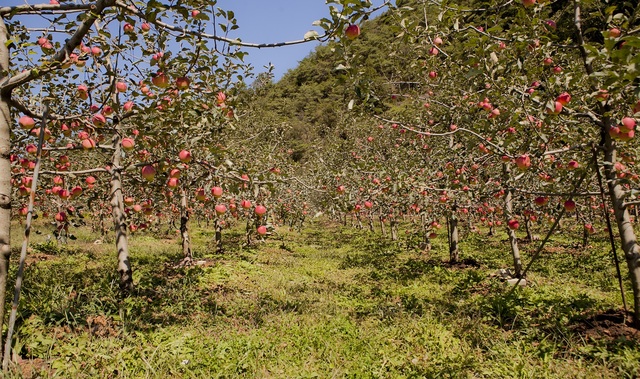 [세종=뉴시스] 경북 문경 사과 농가. *재판매 및 DB 금지